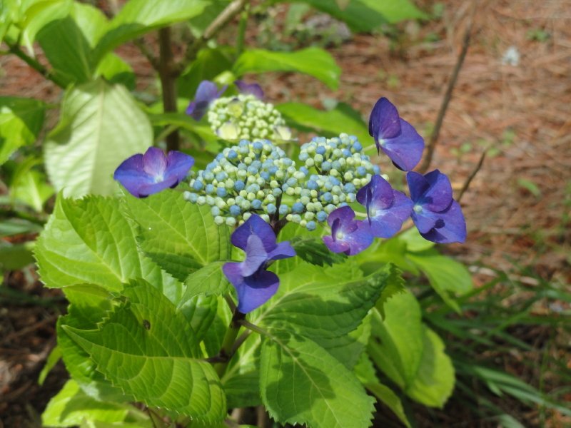 img0019.jpg
