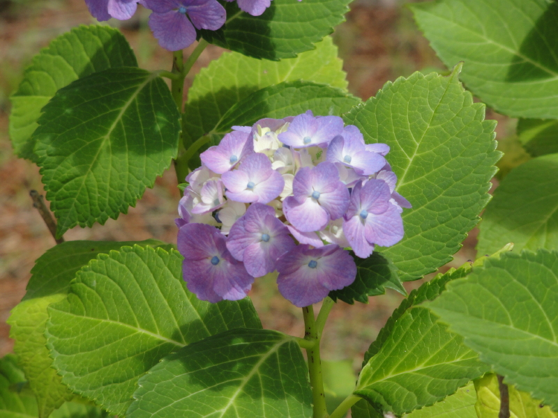 img0057.jpg