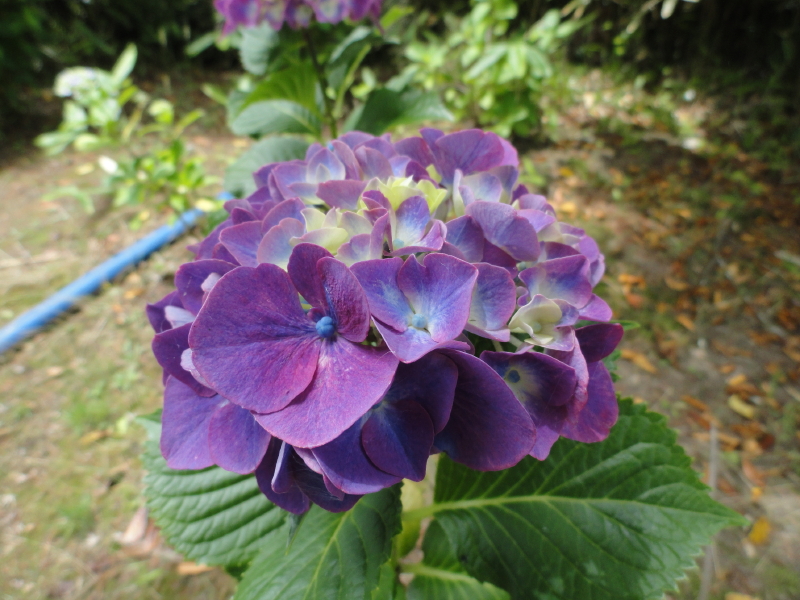 img0141.jpg