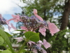 img0030.jpg