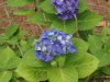 img0051.jpg