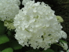 img0066.jpg