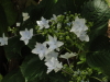 img0067.jpg