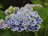 img0118.jpg