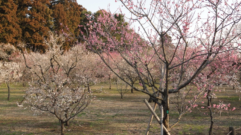 img0008.jpg