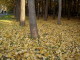 img0010.jpg