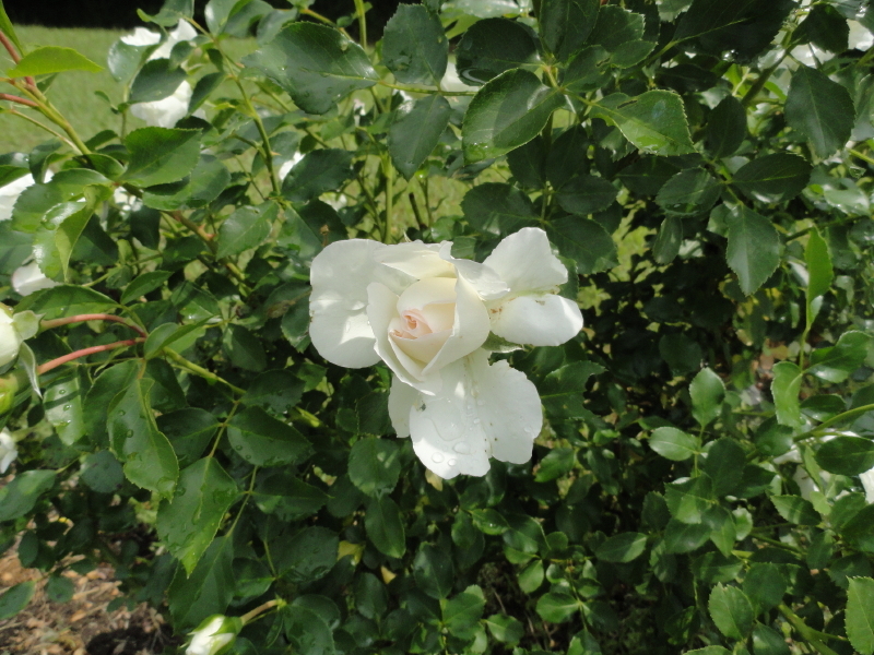 img0016.jpg