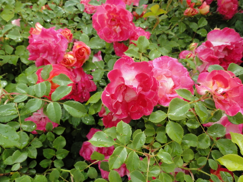 img0017.jpg