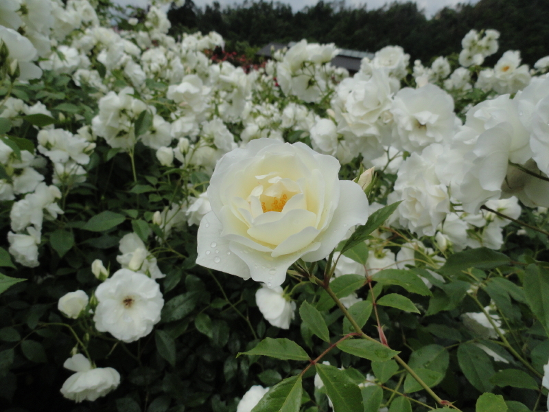 img0018.jpg