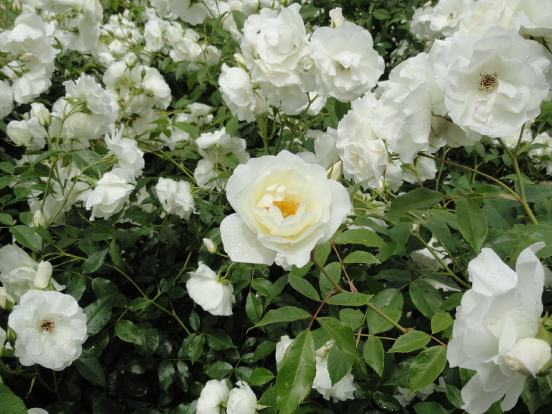 img0019.jpg