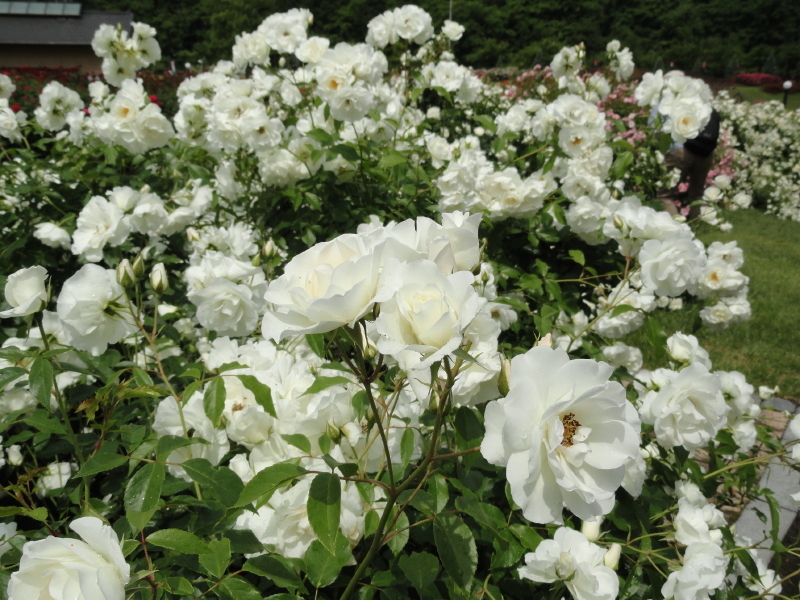 img0020.jpg