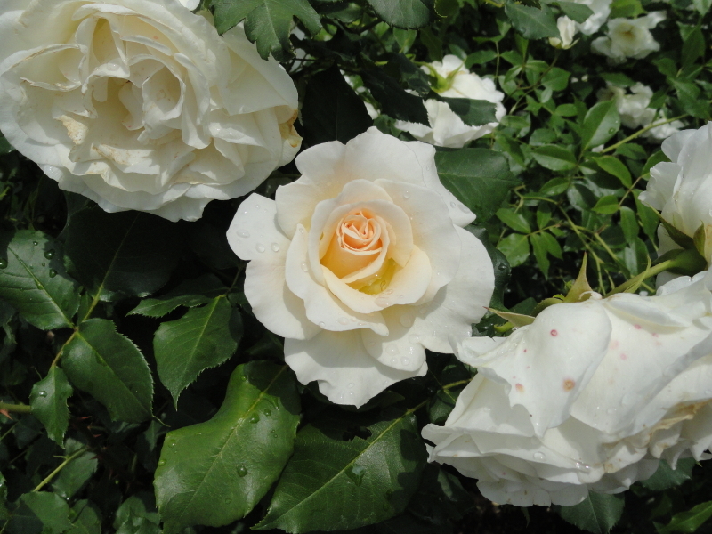 img0021.jpg
