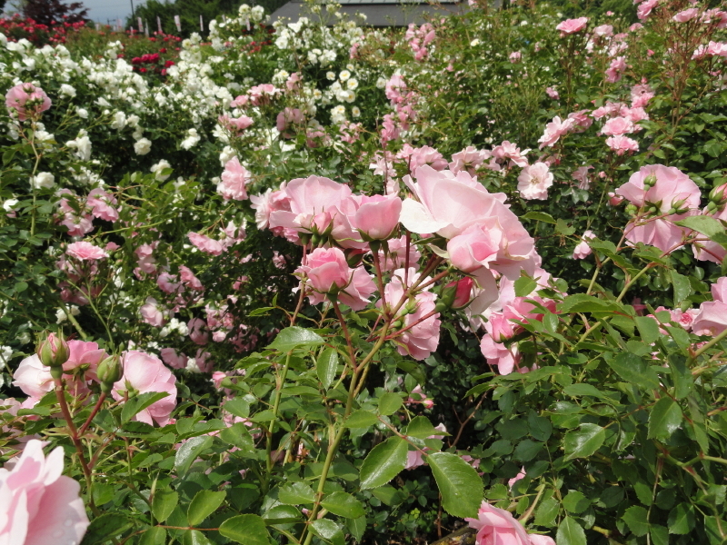 img0023.jpg
