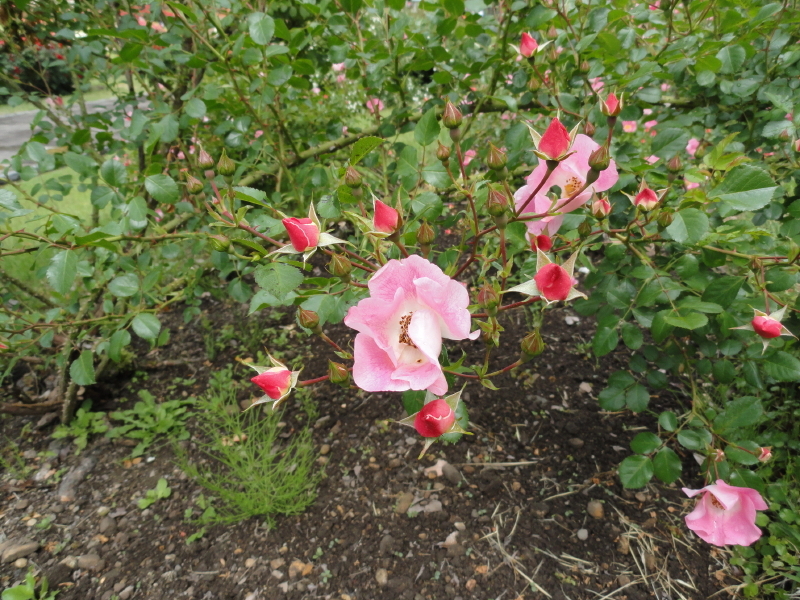 img0037.jpg