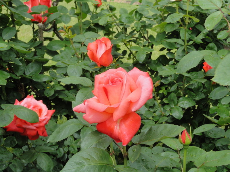 img0050.jpg
