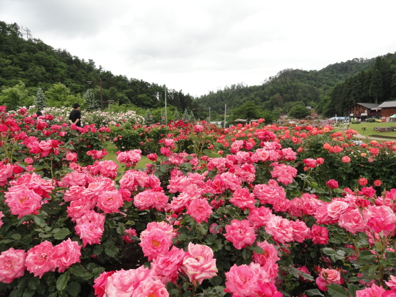 img0063.jpg