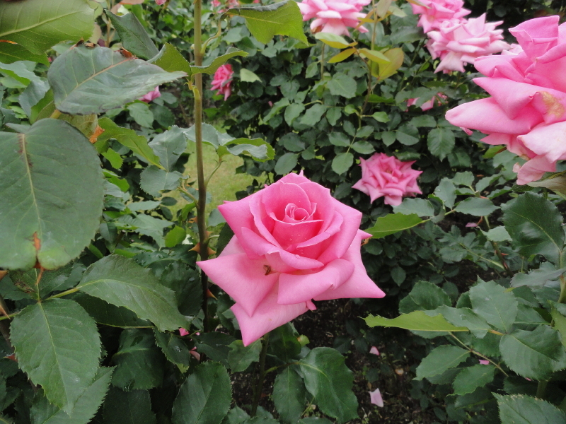 img0064.jpg