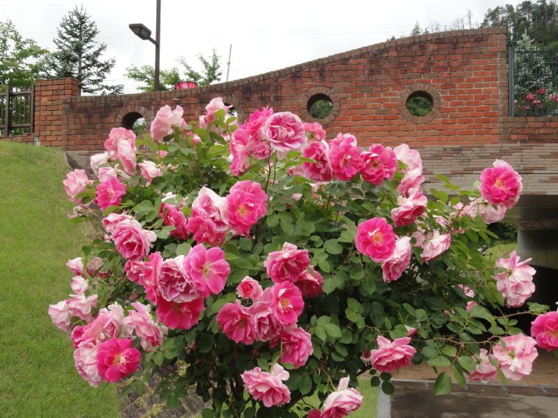 img0077.jpg
