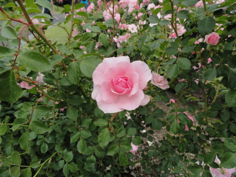 img0088.jpg