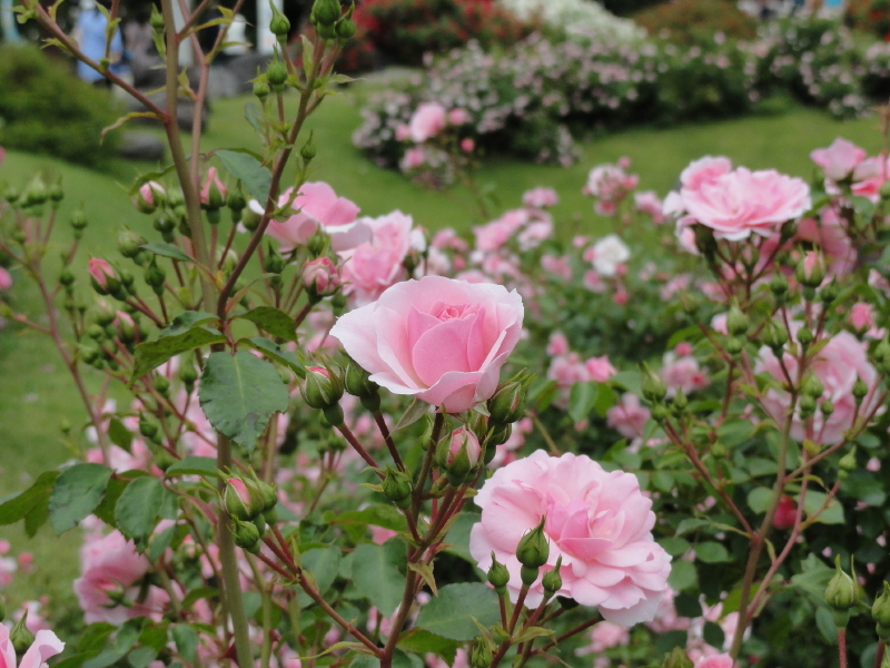 img0091.jpg