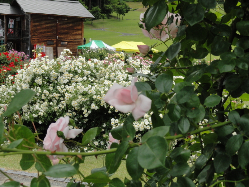 img0100.jpg