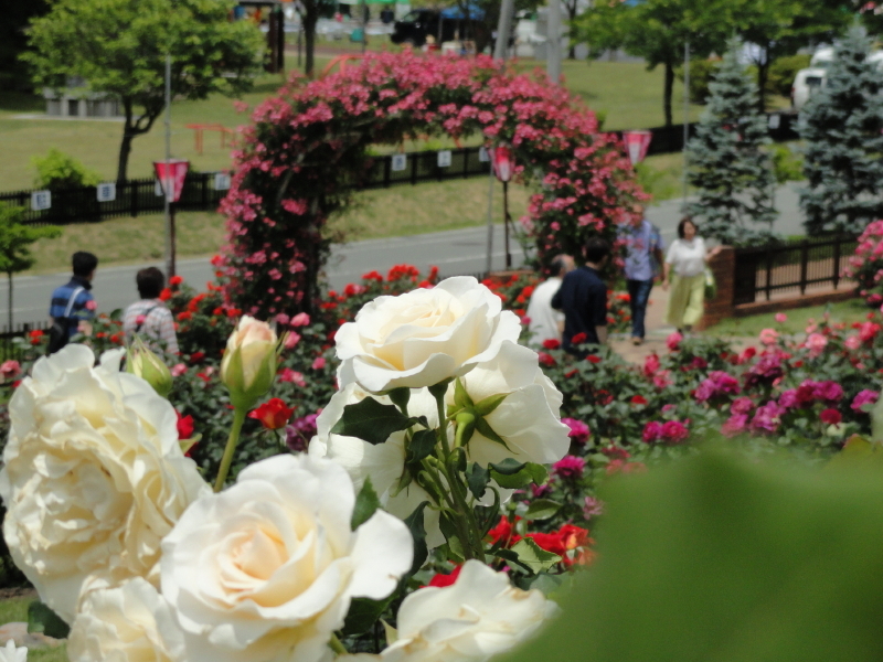 img0117.jpg