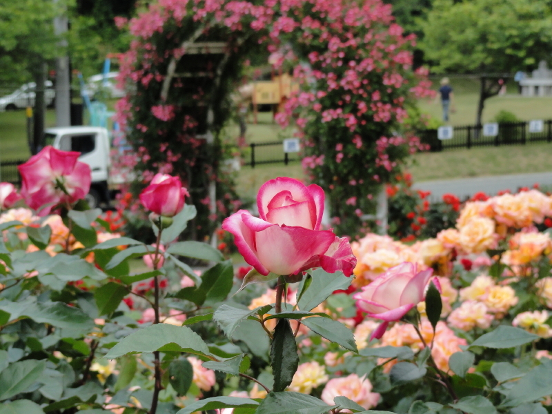 img0129.jpg