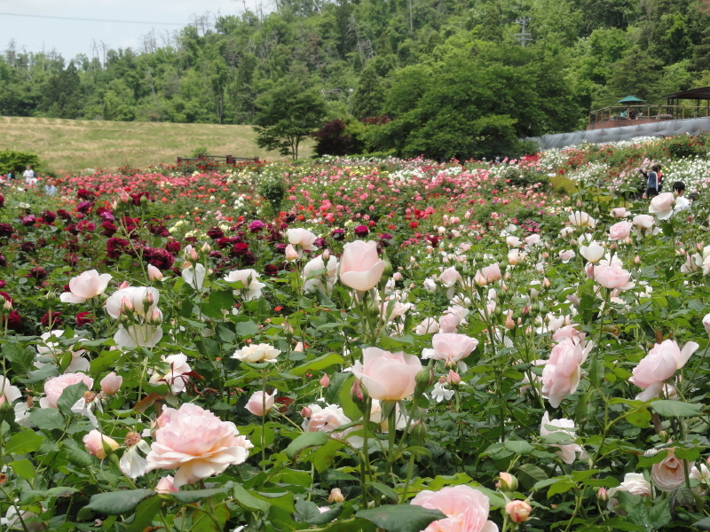 img0146.jpg
