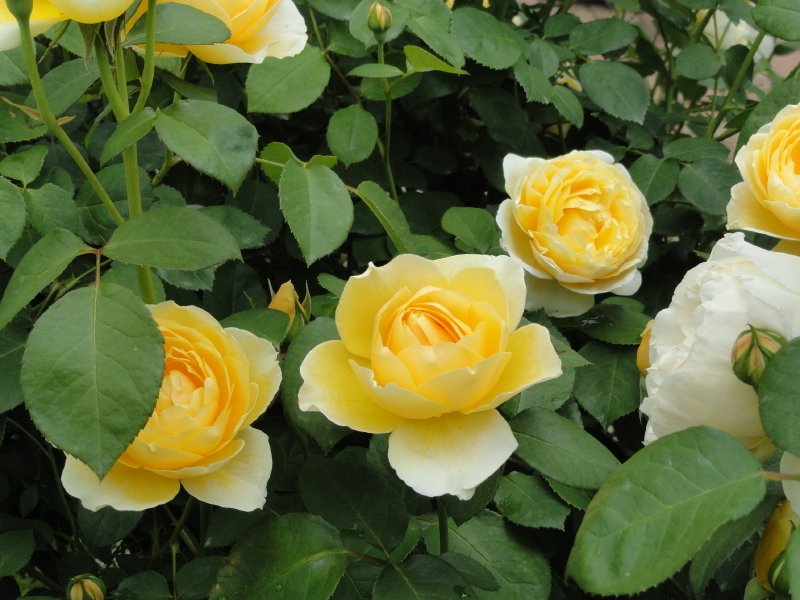 img0148.jpg