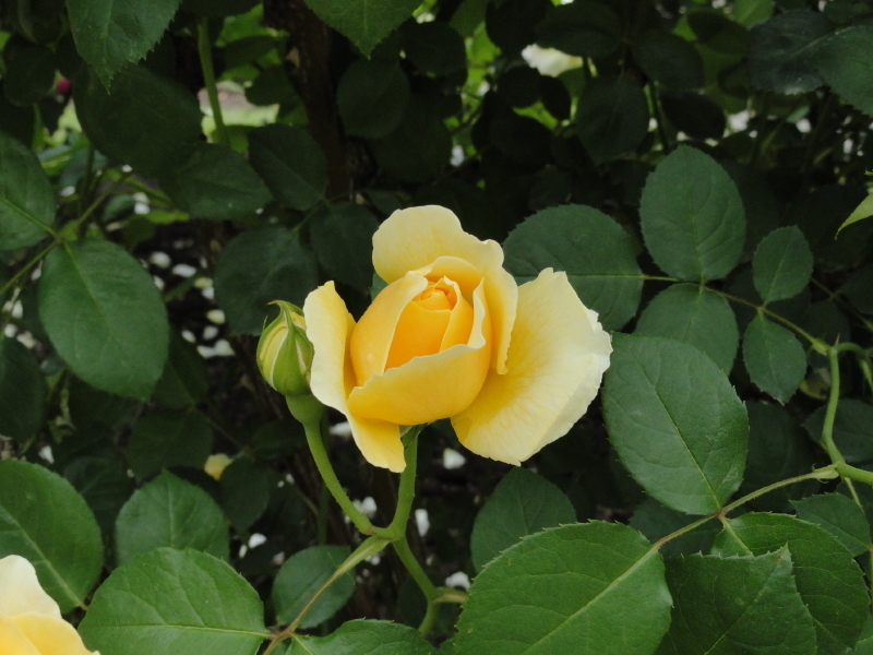 img0151.jpg