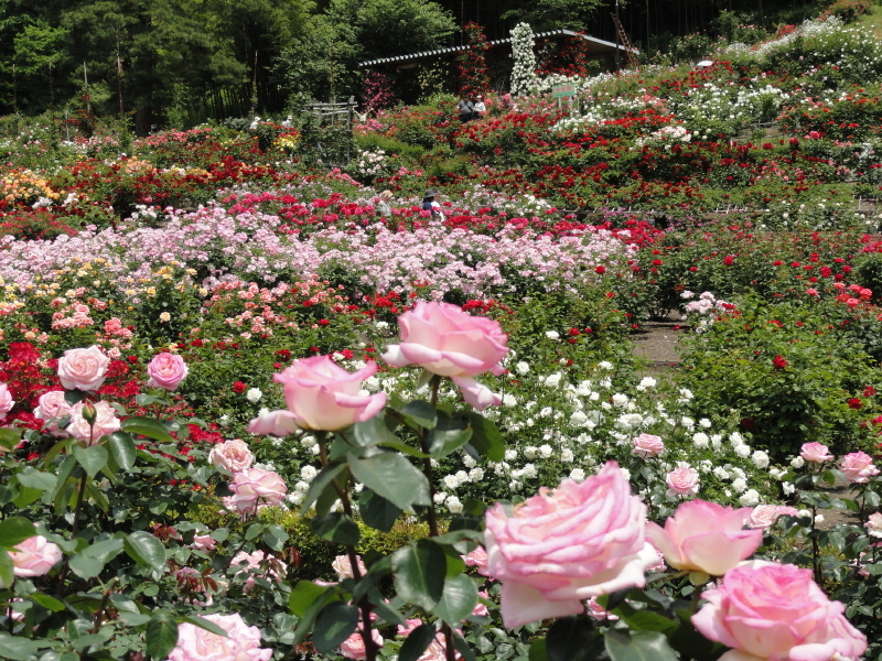 img0160.jpg
