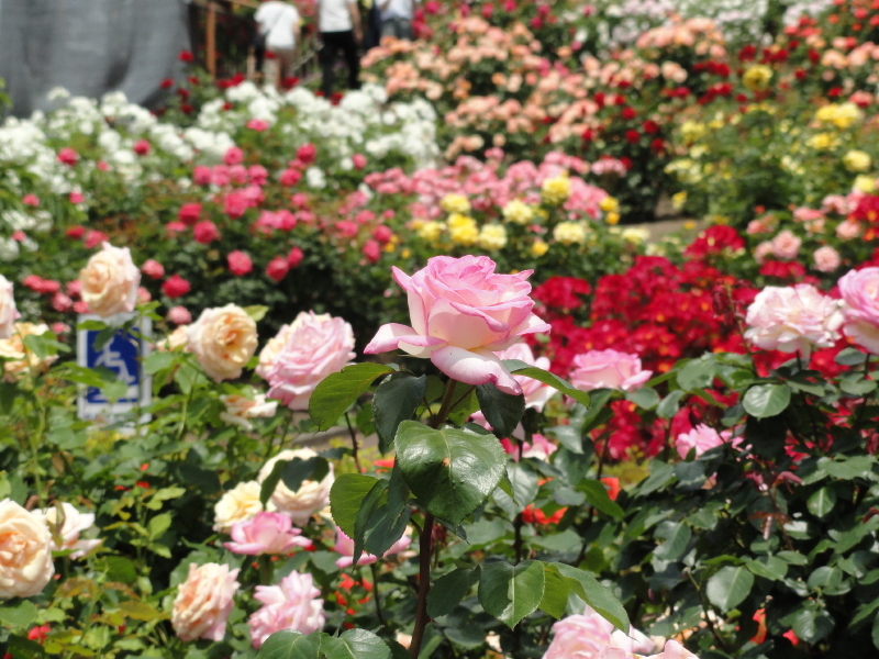 img0161.jpg