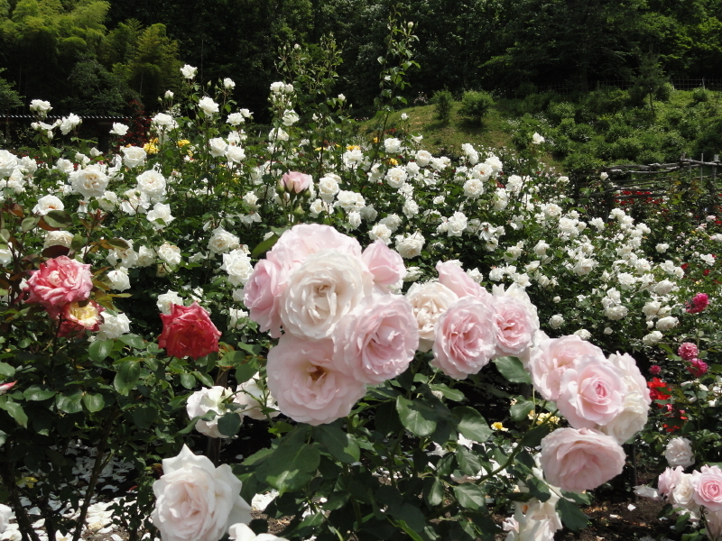 img0176.jpg