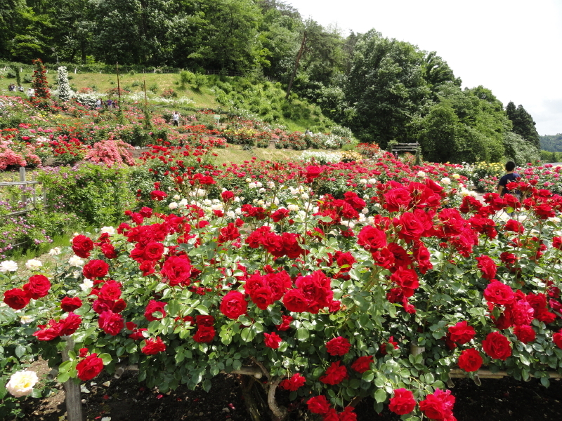 img0184.jpg