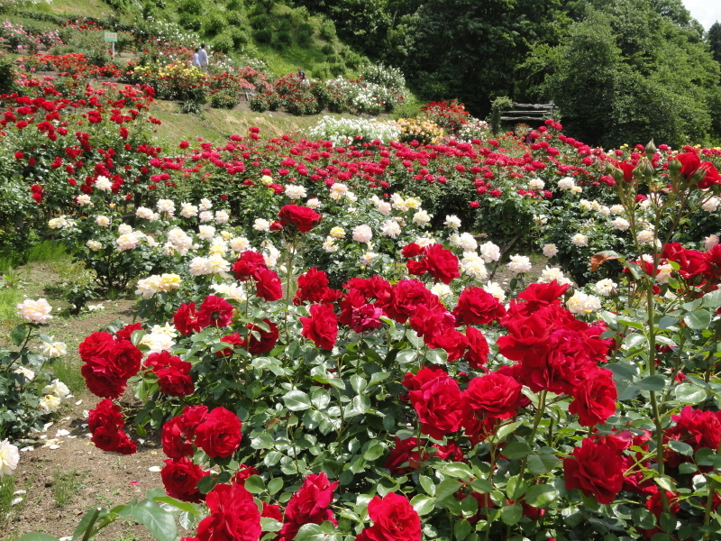 img0185.jpg