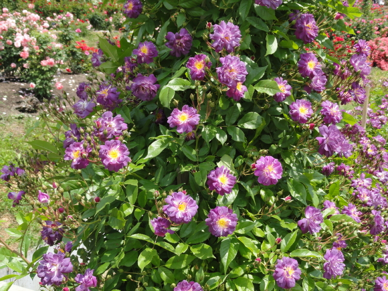 img0186.jpg