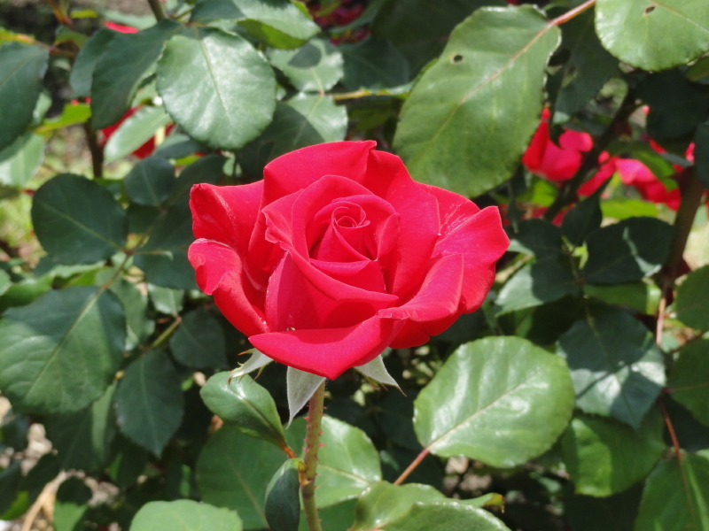 img0196.jpg