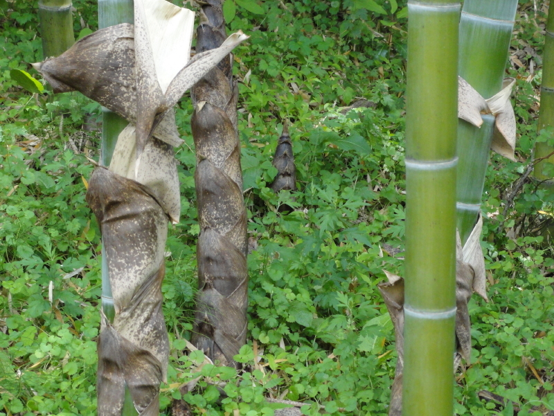 img0225.jpg