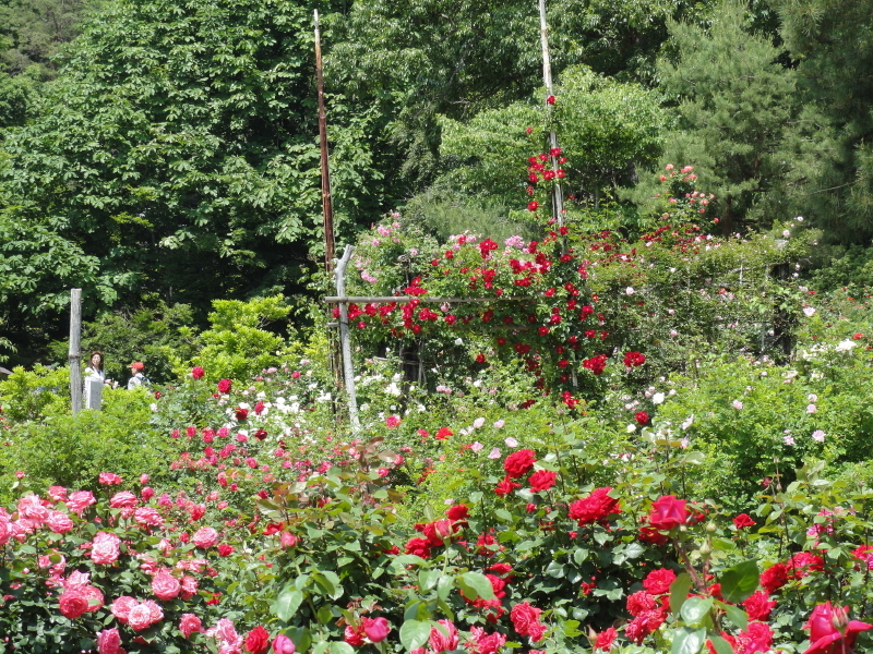 img0239.jpg