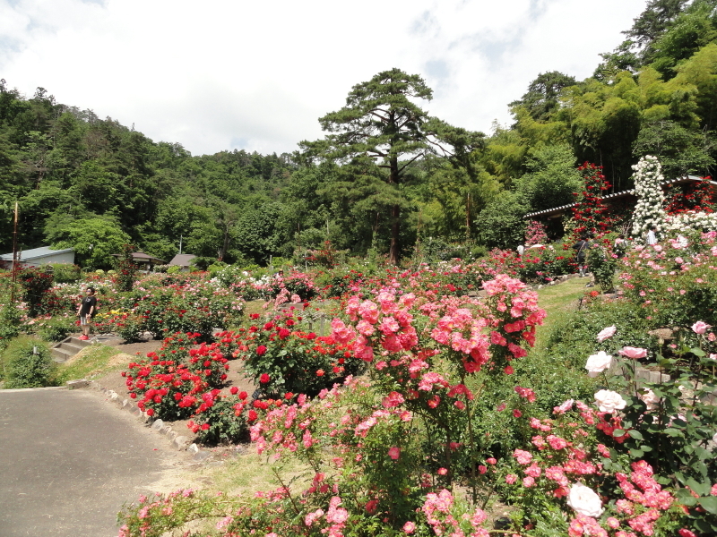 img0240.jpg