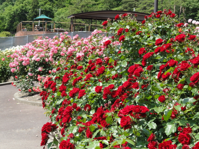 img0250.jpg