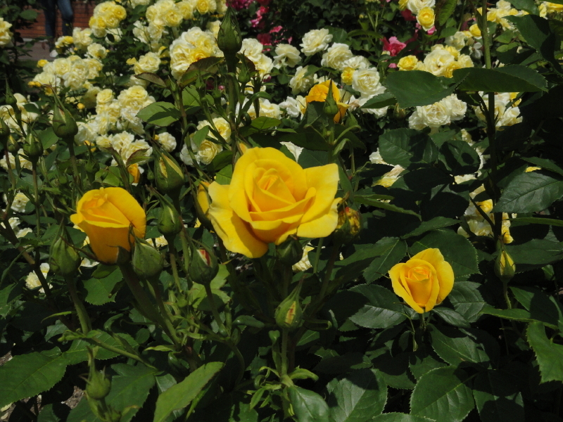 img0255.jpg
