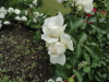 img0015.jpg