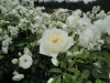 img0018.jpg