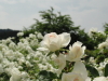 img0026.jpg