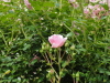 img0027.jpg
