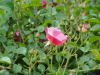 img0036.jpg