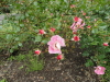 img0037.jpg