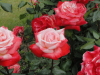 img0044.jpg