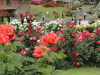 img0051.jpg